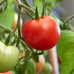 Чем полить помидоры, чтобы быстрее краснели: лучшие подкормки для томатов и лайфхаки для ускорения созревания