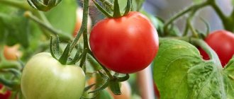 Чем полить помидоры, чтобы быстрее краснели: лучшие подкормки для томатов и лайфхаки для ускорения созревания