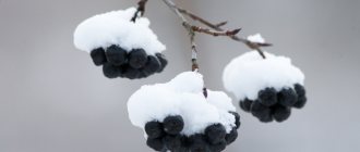 Черноплодная рябина под снегом