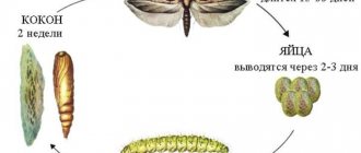 Fruit moth.