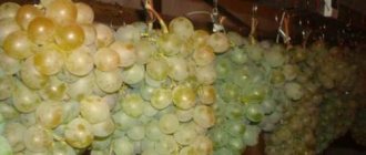 Как сохранить виноград зимой. Как сохранить виноград в домашних условиях