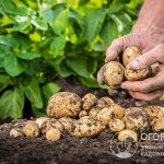 Правильная организация хранения поздних сортов картофеля позволит сберечь клубни до нового урожая