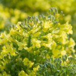 Причины цветения брокколи