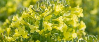 Причины цветения брокколи