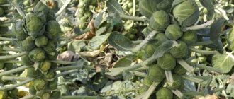 Проверенные способы, как хранить брюссельскую капусту на зиму в свежем, замороженном и консервированном виде