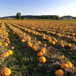 Harvesting pumpkin: how to build and store it correctly