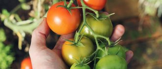 Сорта томатов для дозревания