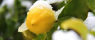 Замороженный лимон